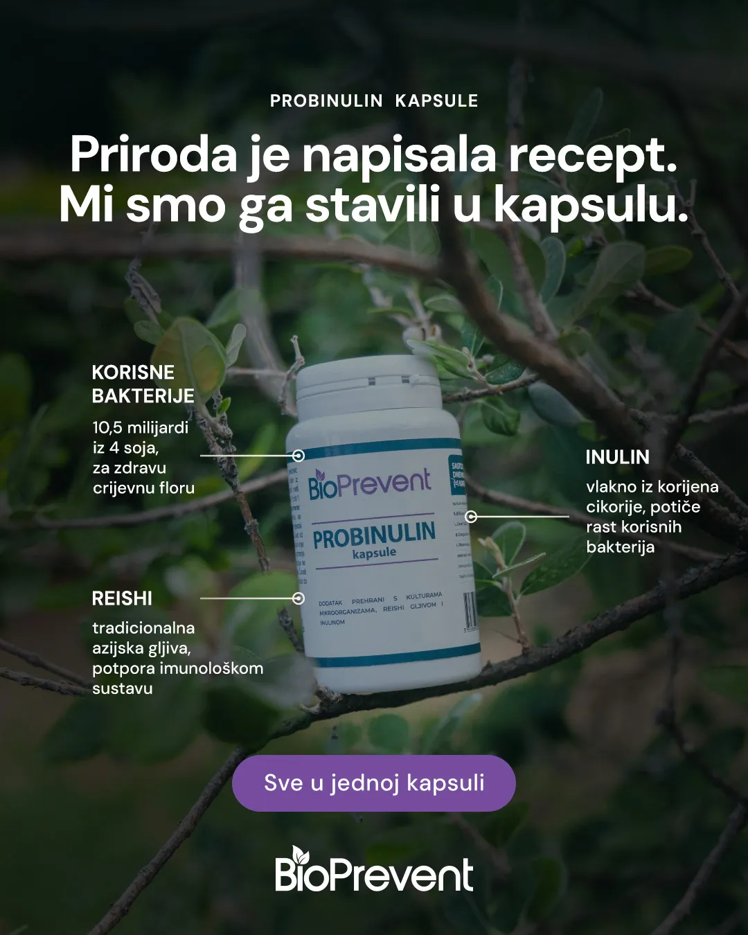 Priroda je napisala recept, mi smo ga stavili u kapsulu: korisne bakterije, inulin, Reishi