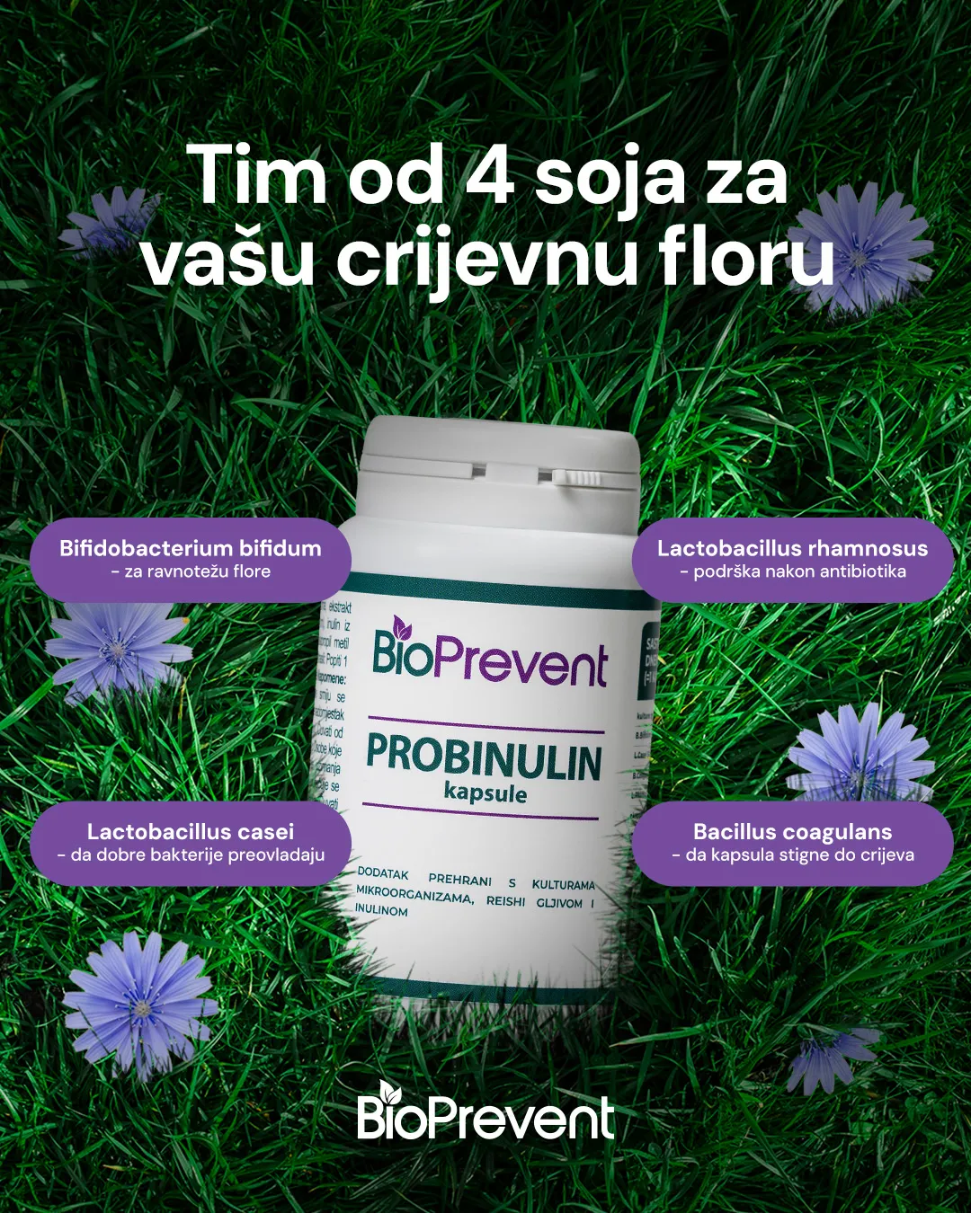 Tim od 4 soja: Bifidobacterium bifidum, Lactobacillus rhamnosus, Lactobacillus casei, Bacillus coagulans