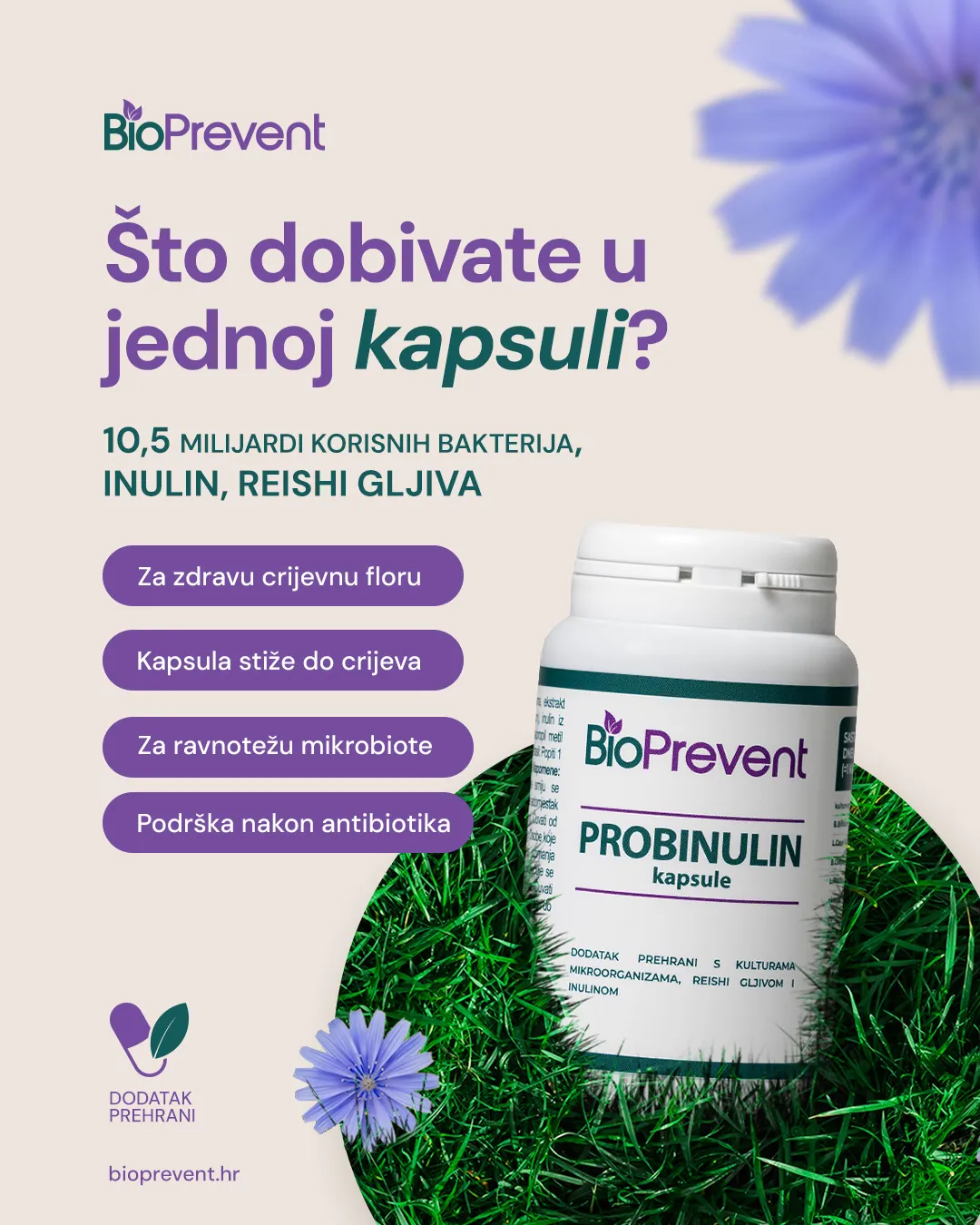 Što dobivate u jednoj kapsuli? 10,5 milijardi korisnih bakterija, inulin, Reishi gljiva